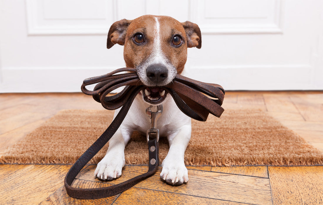 Come Scegliere il Collare o la Pettorina più Adatta al Tuo Cane